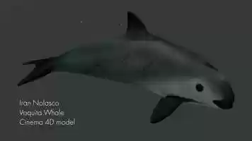 Free download Vaquita Whale 3D Model video and edit with RedcoolMedia movie maker MovieStudio video editor online and AudioStudio audio editor onlin