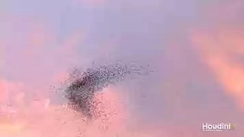 Free download VEX Flocking (boids algorithm) video and edit with RedcoolMedia movie maker MovieStudio video editor online and AudioStudio audio editor onlin