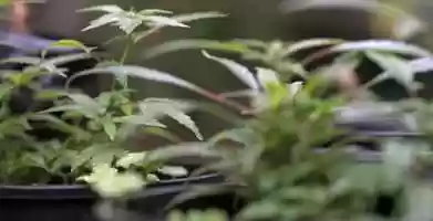 Free download VIRTUAL CANNABIS CUP @ HEMP HOUSE FIGHT CLUB video and edit with RedcoolMedia movie maker MovieStudio video editor online and AudioStudio audio editor onlin