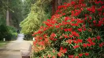 Free download Virtual Summer at Benmore: June 2020 video and edit with RedcoolMedia movie maker MovieStudio video editor online and AudioStudio audio editor onlin