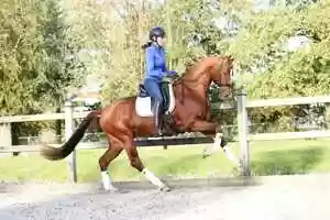 Free download Vivaldi x Strober - Stallion, 168cm, 2016 video and edit with RedcoolMedia movie maker MovieStudio video editor online and AudioStudio audio editor onlin