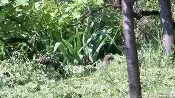 Free download vmo testing video and edit with RedcoolMedia movie maker MovieStudio video editor online and AudioStudio audio editor onlin