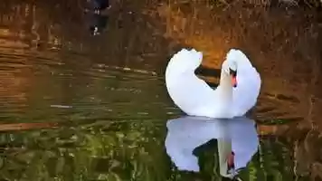 Free download Water birds video and edit with RedcoolMedia movie maker MovieStudio video editor online and AudioStudio audio editor onlin