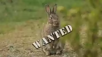 Free download WATERSHIP DOWN AND DIRTY video and edit with RedcoolMedia movie maker MovieStudio video editor online and AudioStudio audio editor onlin
