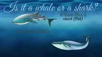 Free download Whale Shark Infographic Revision video and edit with RedcoolMedia movie maker MovieStudio video editor online and AudioStudio audio editor onlin