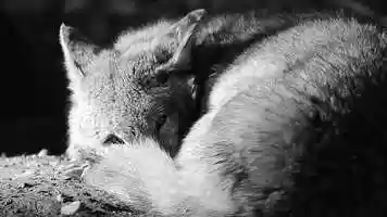 Free download Whats Your Spirit Animal? video and edit with RedcoolMedia movie maker MovieStudio video editor online and AudioStudio audio editor onlin