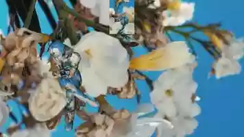 Free download When in Quarantine, 2020 video and edit with RedcoolMedia movie maker MovieStudio video editor online and AudioStudio audio editor onlin