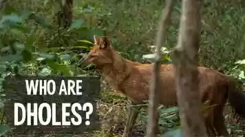 Free download Who are dholes? video and edit with RedcoolMedia movie maker MovieStudio video editor online and AudioStudio audio editor onlin