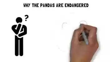Free download WHY THE PANDAS ARE ENDANGERED video and edit with RedcoolMedia movie maker MovieStudio video editor online and AudioStudio audio editor onlin