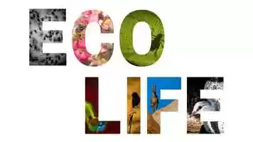 Free download Wild Earth Showreel: African Wildlife Filmmaking video and edit with RedcoolMedia movie maker MovieStudio video editor online and AudioStudio audio editor onlin