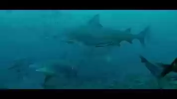 Free download Wildlife Reel video and edit with RedcoolMedia movie maker MovieStudio video editor online and AudioStudio audio editor onlin