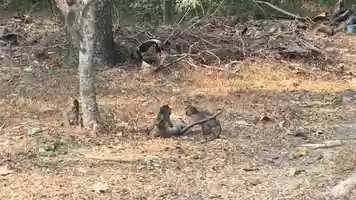 Free download Wild monkeys � playing around!!! video and edit with RedcoolMedia movie maker MovieStudio video editor online and AudioStudio audio editor onlin