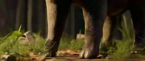 Free download Wild Pig video and edit with RedcoolMedia movie maker MovieStudio video editor online and AudioStudio audio editor onlin