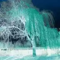 Free download Willow video and edit with RedcoolMedia movie maker MovieStudio video editor online and AudioStudio audio editor onlin