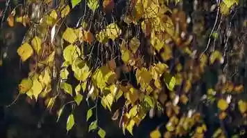 Free download Wings of Leaves video and edit with RedcoolMedia movie maker MovieStudio video editor online and AudioStudio audio editor onlin