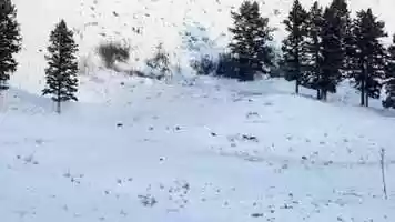 Free download Winter Wolves 2020 video and edit with RedcoolMedia movie maker MovieStudio video editor online and AudioStudio audio editor onlin