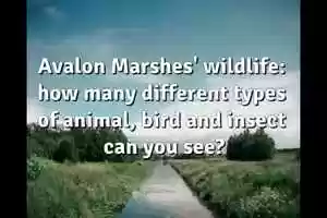 Free download Wonderful Wetland Wildlife video and edit with RedcoolMedia movie maker MovieStudio video editor online and AudioStudio audio editor onlin