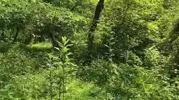 Free download WOODS - Official Teaser Trailer (2021) video and edit with RedcoolMedia movie maker MovieStudio video editor online and AudioStudio audio editor onlin