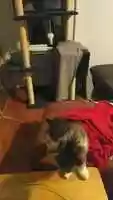 Free download Wrestle and chase! video and edit with RedcoolMedia movie maker MovieStudio video editor online and AudioStudio audio editor onlin