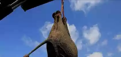 Free download WWF Life Promo Film video and edit with RedcoolMedia movie maker MovieStudio video editor online and AudioStudio audio editor onlin