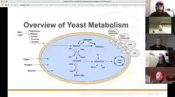 Yeast Metabolism Flavor Impacts
