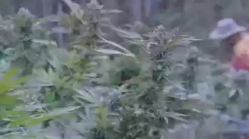 Free download Zarabanda Farm video and edit with RedcoolMedia movie maker MovieStudio video editor online and AudioStudio audio editor onlin