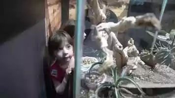 Free download Zelda, Butterfly Pavilions Kid Entomologist video and edit with RedcoolMedia movie maker MovieStudio video editor online and AudioStudio audio editor onlin