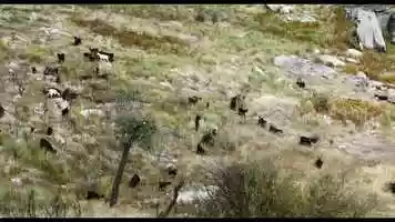Free download Zhizi Hao: Sound Recordist Showreel (2020) video and edit with RedcoolMedia movie maker MovieStudio video editor online and AudioStudio audio editor onlin