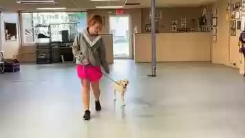 Free download Ziggy, Yellow Lab Update video and edit with RedcoolMedia movie maker MovieStudio video editor online and AudioStudio audio editor onlin