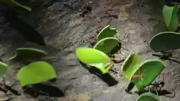 Free download Zoobooks Animal Champions video and edit with RedcoolMedia movie maker MovieStudio video editor online and AudioStudio audio editor onlin